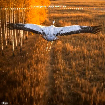 SveLMusiC - Отговорила роща золотая